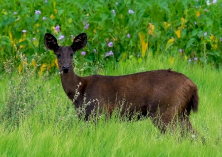 “Descoberto” no Pantanal de MS, veado preto deixa de ser lenda para a ciência
