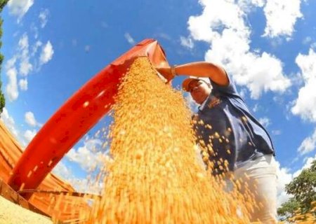 Sorgo, soja e algodão entram no Venda em Balcão para alimentação animal>