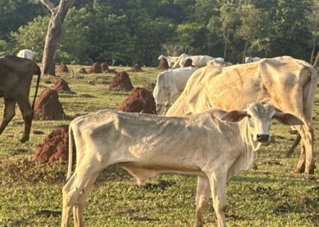 MPMS apura maus-tratos após polícia flagrar bovinos em situação de extrema magreza em fazenda