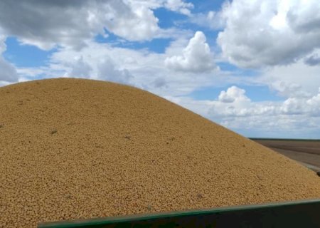 Colheita de milho passa de 1,6 milhão de hectares em MS e chega a 75%