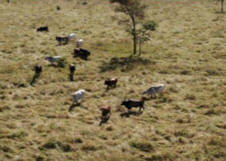 MPF abre inquérito para apurar danos em Reserva Legal por trânsito irregular de gado em Angélica