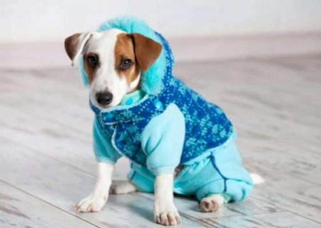 Roupinha no calor pode virar uma “estufa” e até matar seu cachorro>