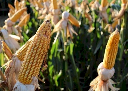 MS colhe 823 mil hectares de milho, mas segue atrás da safra anterior