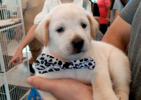 Pet shop vai indenizar tutor em R$ 5 mil por vender Labrador "fake">