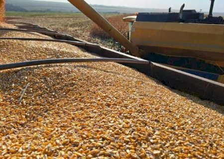 Soja cresce 36,7% em agosto, enquanto milho perde espaço nas exportações de MS