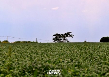 Vazio sanitário da soja termina hoje em MS>