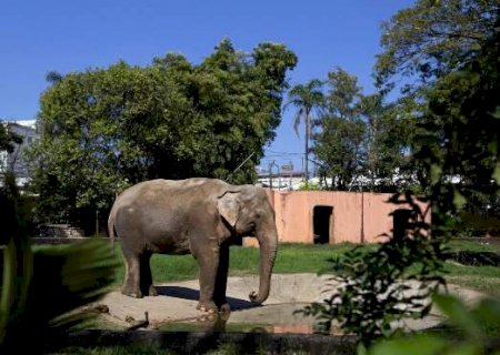 Mais um na rota de MS: elefante 'Sandro' cruzará o Estado rumo a Santuário>