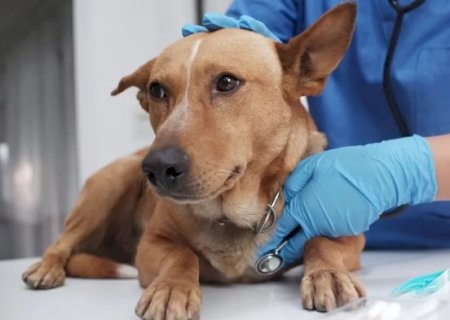 Cachorro andando torto? Sinal pode ser alerta para AVC em pets>