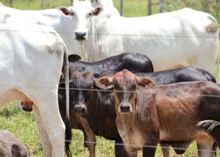 MS perde quase 800 mil cabe&ccedil;as de gado em um ano e rebanho cai 4,3%
