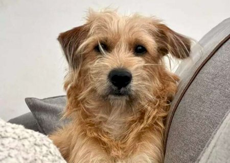 Pelo pela casa toda? Veja quando a queda do cachorro é fora do normal>