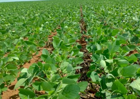 MS j&aacute; negociou 30% da soja da pr&oacute;xima safra e supera ritmo nacional>