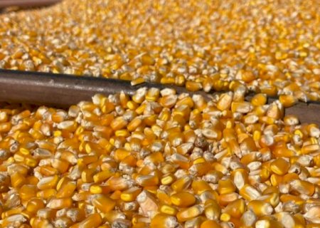 Produtividade do milho varia quase sete vezes entre munic&iacute;pios de MS>