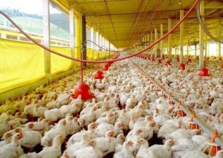 Sidrolândia concentra quase um quinto dos galináceos de MS, aponta IBGE
