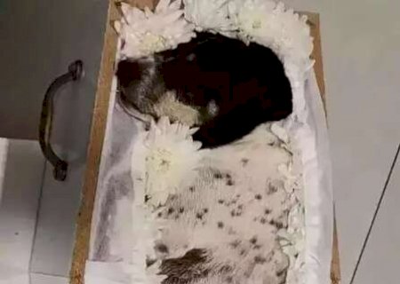 Após velório de cachorrinha, veja como pets podem ser enterrados com tutores>