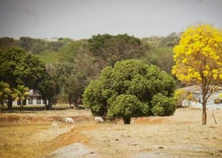 Pastagens cedem espaço à agricultura e eucalipto no Cerrado de MS
