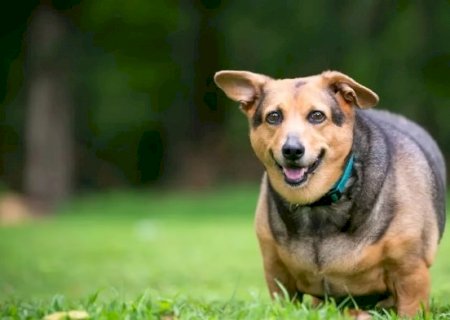 Seu pet engordou e anda cansado? Fique atento que pode ser tireoide>