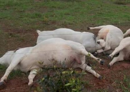 Sete touros morrem eletrocutados e preju&iacute;zo chega a R$ 160 mil em MS