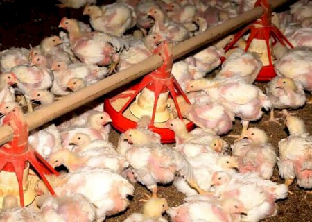 Cr&eacute;dito rural d&aacute; prioridade &agrave; cria&ccedil;&atilde;o de aves, su&iacute;nos e irriga&ccedil;&atilde;o em MS>