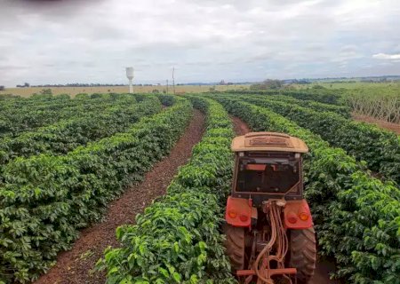 Produ&ccedil;&atilde;o de caf&eacute; mais que dobra em MS, mesmo com menos &aacute;rea cultivada>